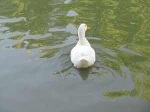 img8                  